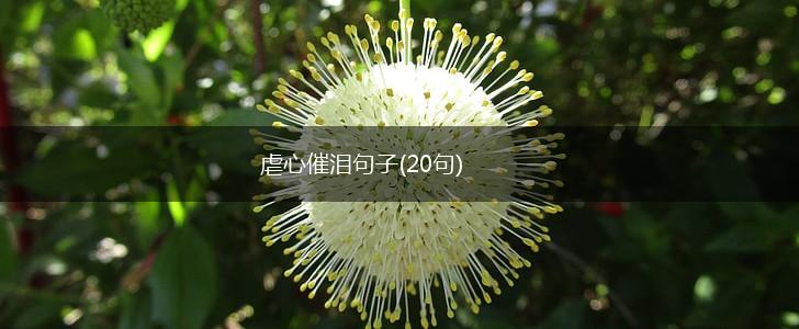 虐心催泪句子(20句),第1张