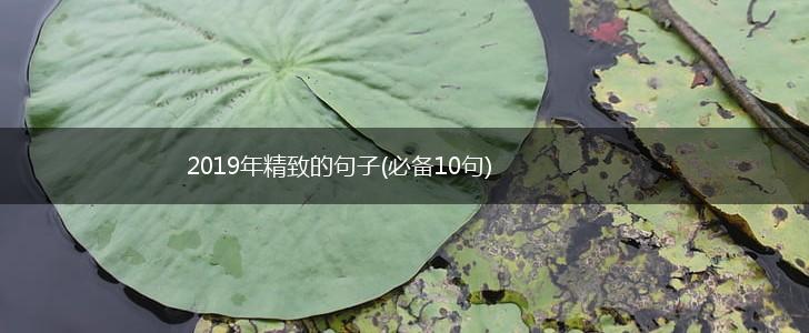 2019年精致的句子(必备10句),第1张