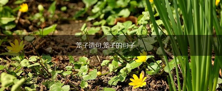 笼子造句,笼子的句子,第1张