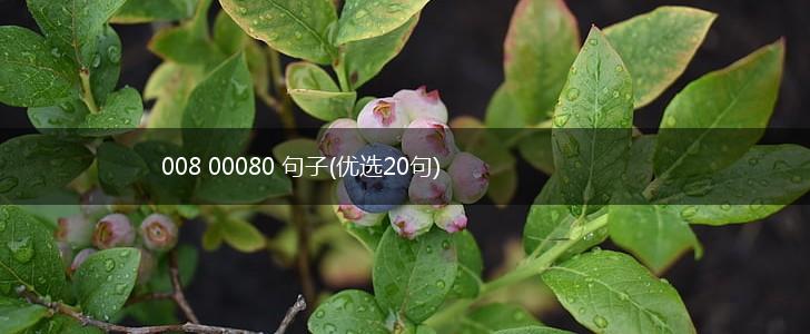 008 00080 句子(优选20句),第1张
