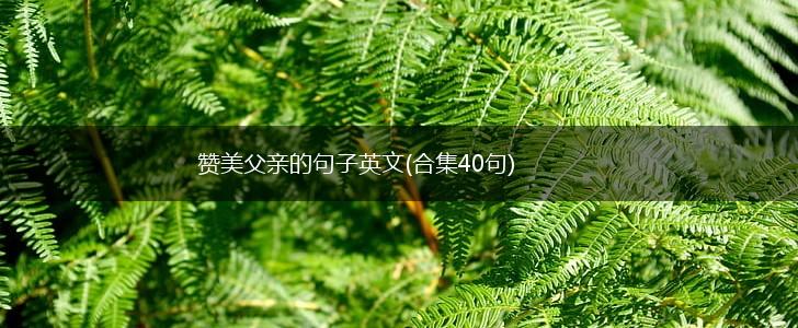 赞美父亲的句子英文(合集40句),第1张