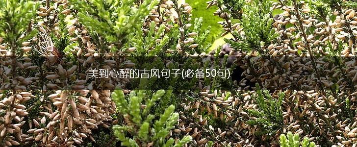 美到心醉的古风句子(必备50句),第1张
