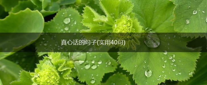 真心话的句子(实用40句),第1张