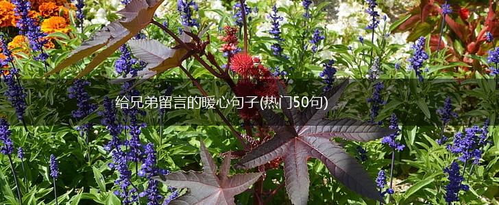 给兄弟留言的暖心句子(热门50句),第1张
