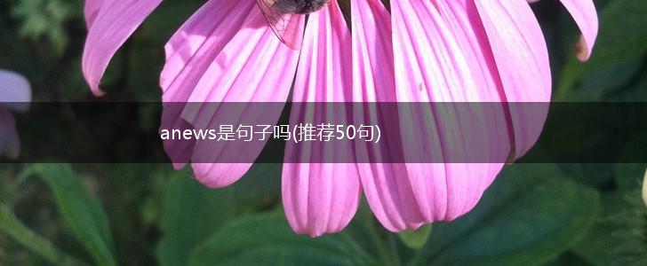 anews是句子吗(推荐50句),第1张
