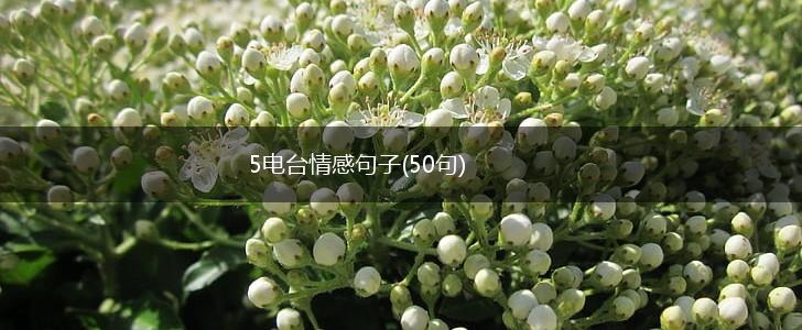 5电台情感句子(50句),第1张