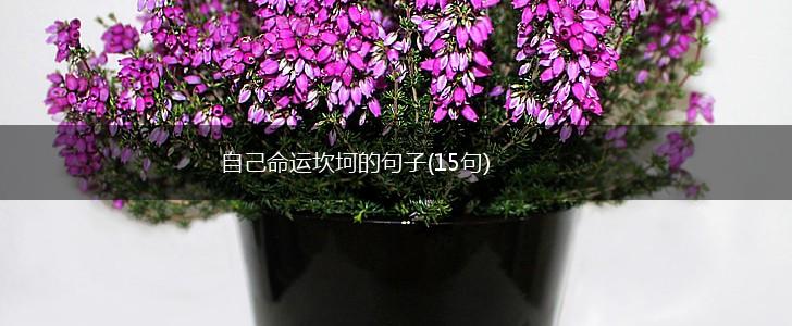 自己命运坎坷的句子(15句),第1张