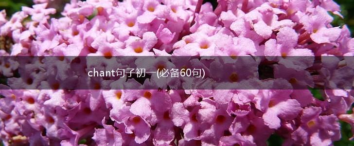 chant句子初一(必备60句),第1张