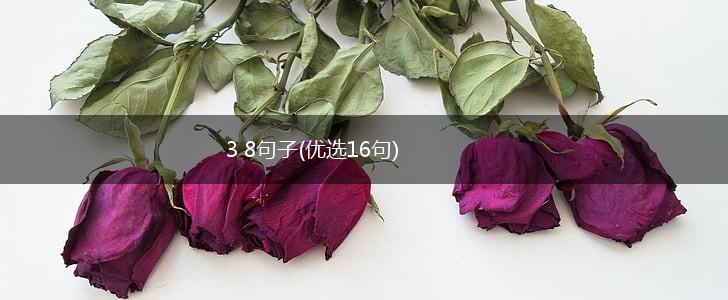 3 8句子(优选16句),第1张