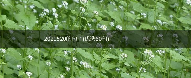 2021520的句子(优选80句),第1张