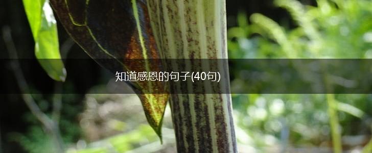 知道感恩的句子(40句),第1张