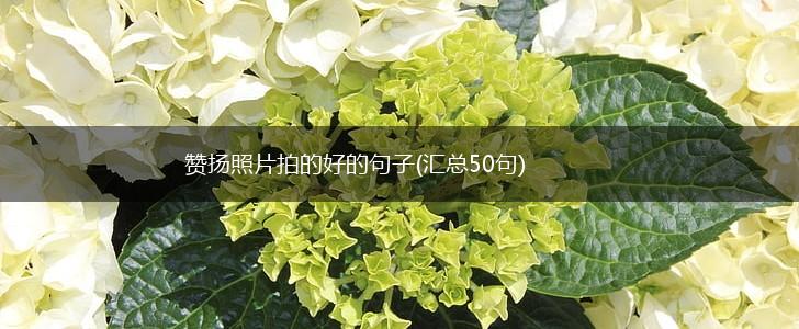 赞扬照片拍的好的句子(汇总50句),第1张