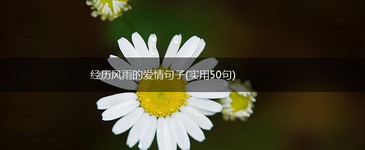 经历风雨的爱情句子(实用50句),第1张