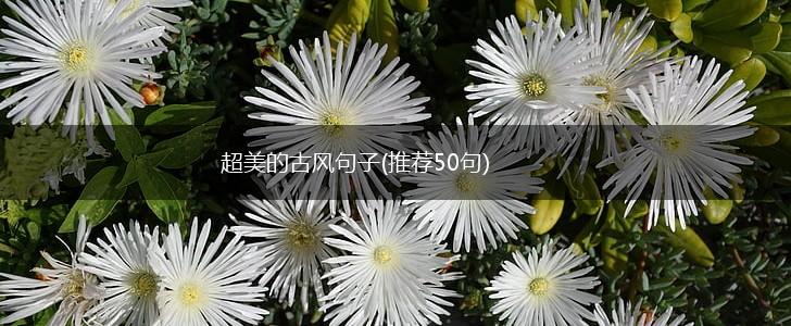 超美的古风句子(推荐50句),第1张