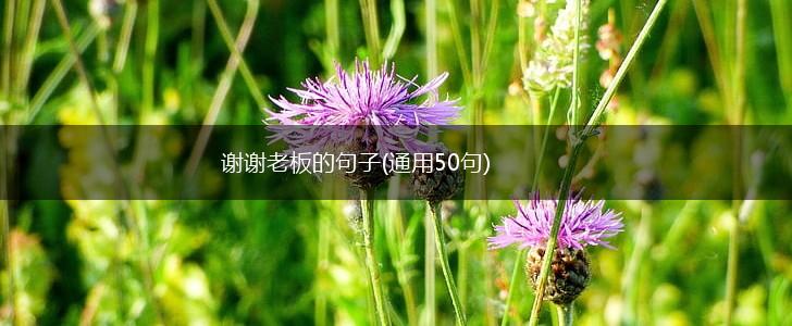 谢谢老板的句子(通用50句),第1张
