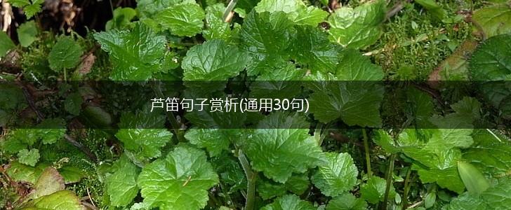 芦笛句子赏析(通用30句),第1张
