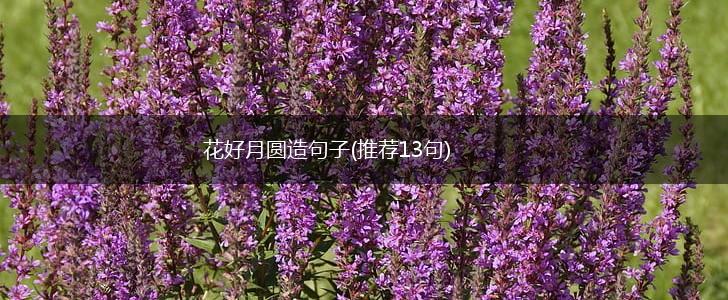 花好月圆造句子(推荐13句),第1张