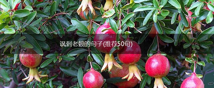 讽刺老赖的句子(推荐50句),第1张