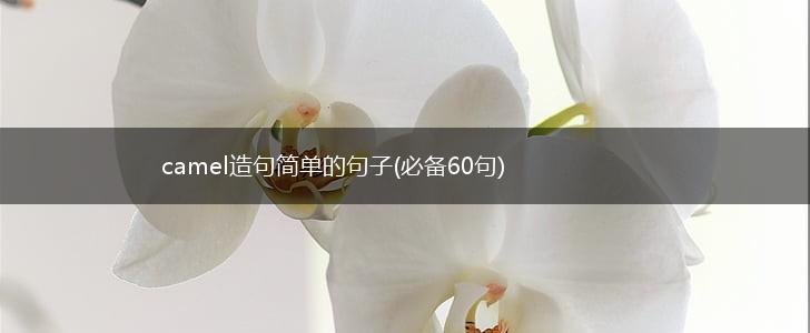camel造句简单的句子(必备60句),第1张