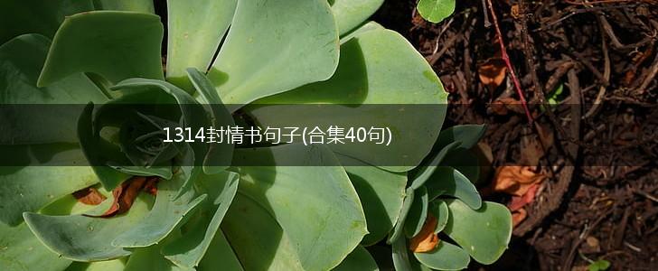 1314封情书句子(合集40句),第1张