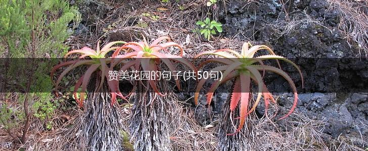 赞美花园的句子(共50句),第1张