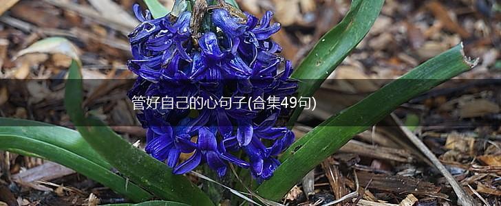 管好自己的心句子(合集49句),第1张