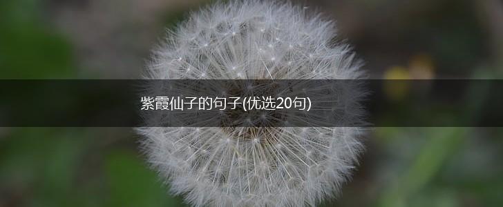 紫霞仙子的句子(优选20句),第1张