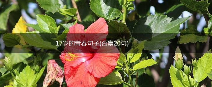 17岁的青春句子(合集20句),第1张