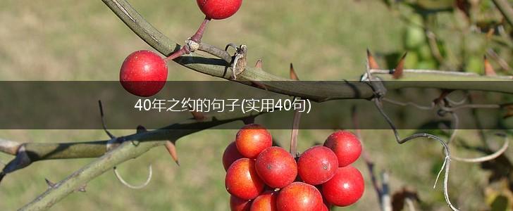 40年之约的句子(实用40句),第1张
