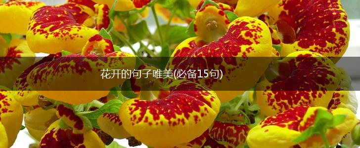 花开的句子唯美(必备15句),第1张