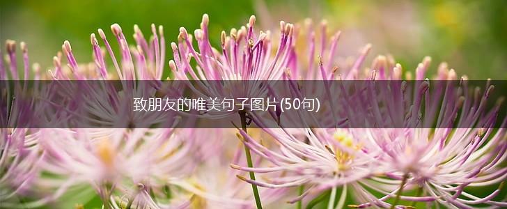 致朋友的唯美句子图片(50句),第1张