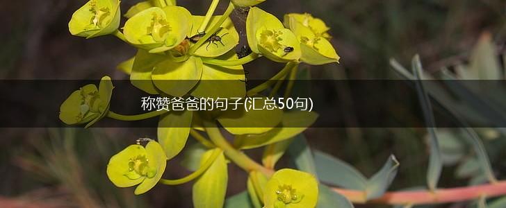 称赞爸爸的句子(汇总50句),第1张