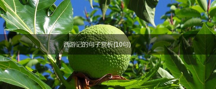 西游记的句子赏析(10句),第1张