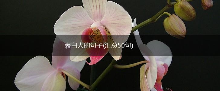 表白人的句子(汇总50句),第1张