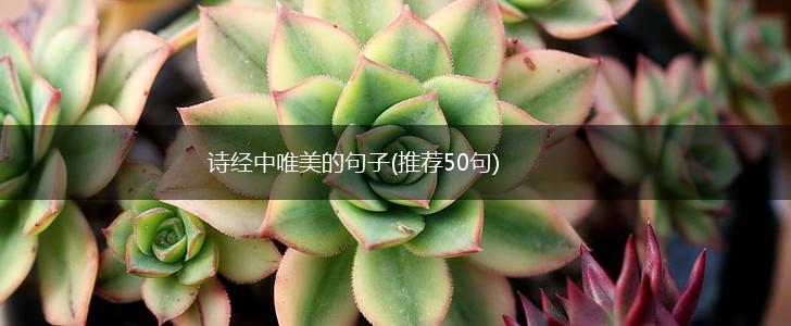 诗经中唯美的句子(推荐50句),第1张