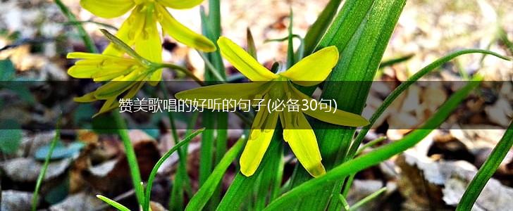 赞美歌唱的好听的句子(必备30句),第1张