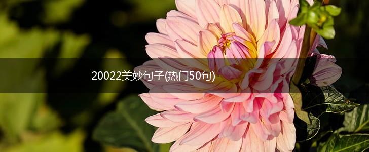 20022美妙句子(热门50句),第1张