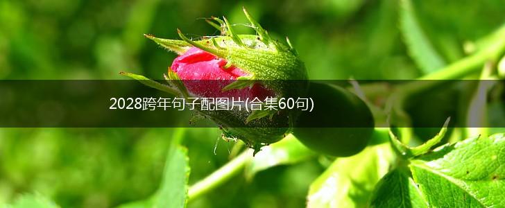 2028跨年句子配图片(合集60句),第1张