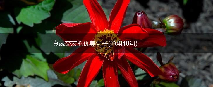真诚交友的优美句子(通用40句),第1张