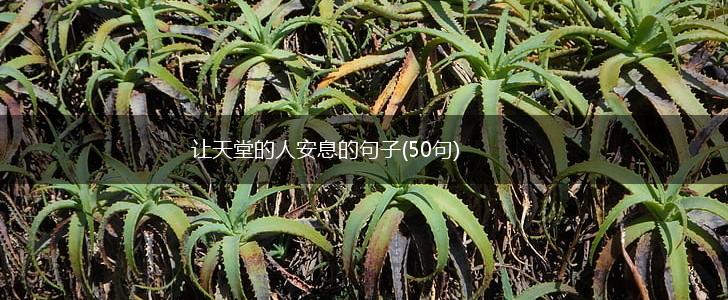 让天堂的人安息的句子(50句),第1张