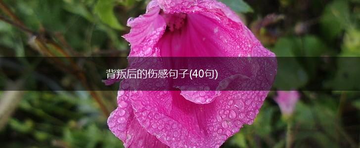 背叛后的伤感句子(40句),第1张