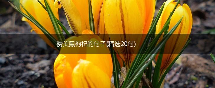 赞美黑枸杞的句子(精选20句),第1张
