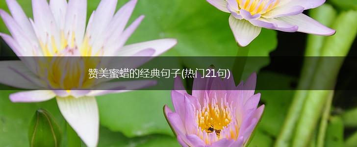 赞美蜜蜡的经典句子(热门21句),第1张