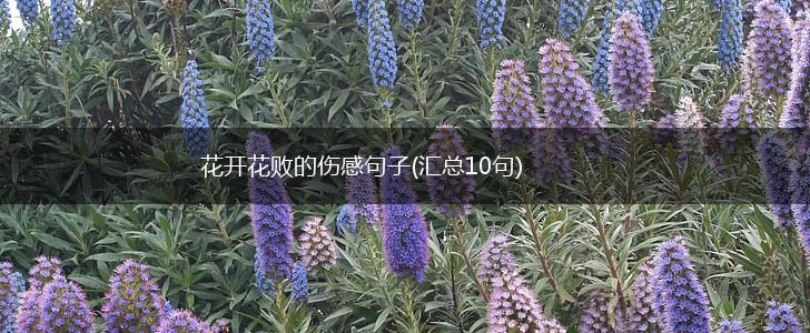 花开花败的伤感句子(汇总10句),第1张