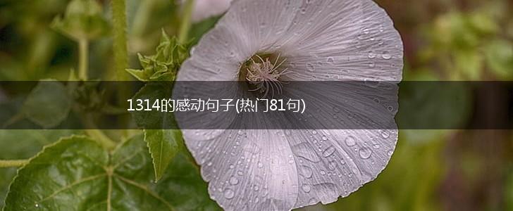 1314的感动句子(热门81句),第1张