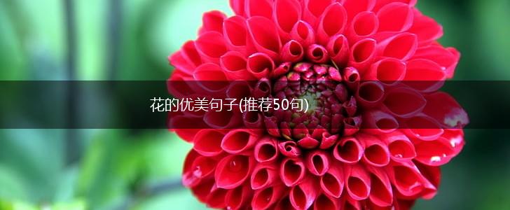 花的优美句子(推荐50句),第1张
