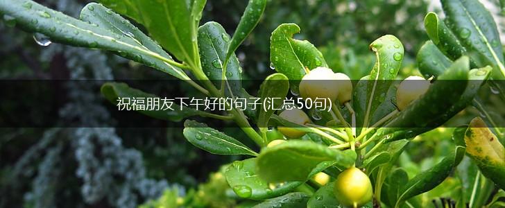 祝福朋友下午好的句子(汇总50句),第1张