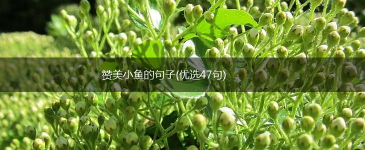赞美小鱼的句子(优选47句),第1张