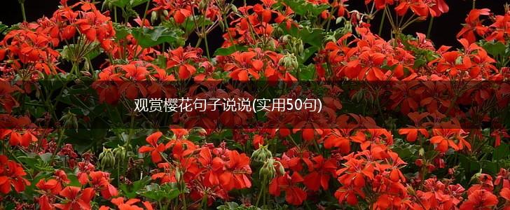 观赏樱花句子说说(实用50句),第1张
