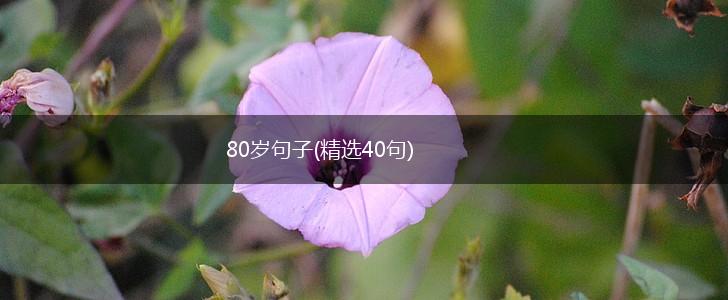80岁句子(精选40句),第1张